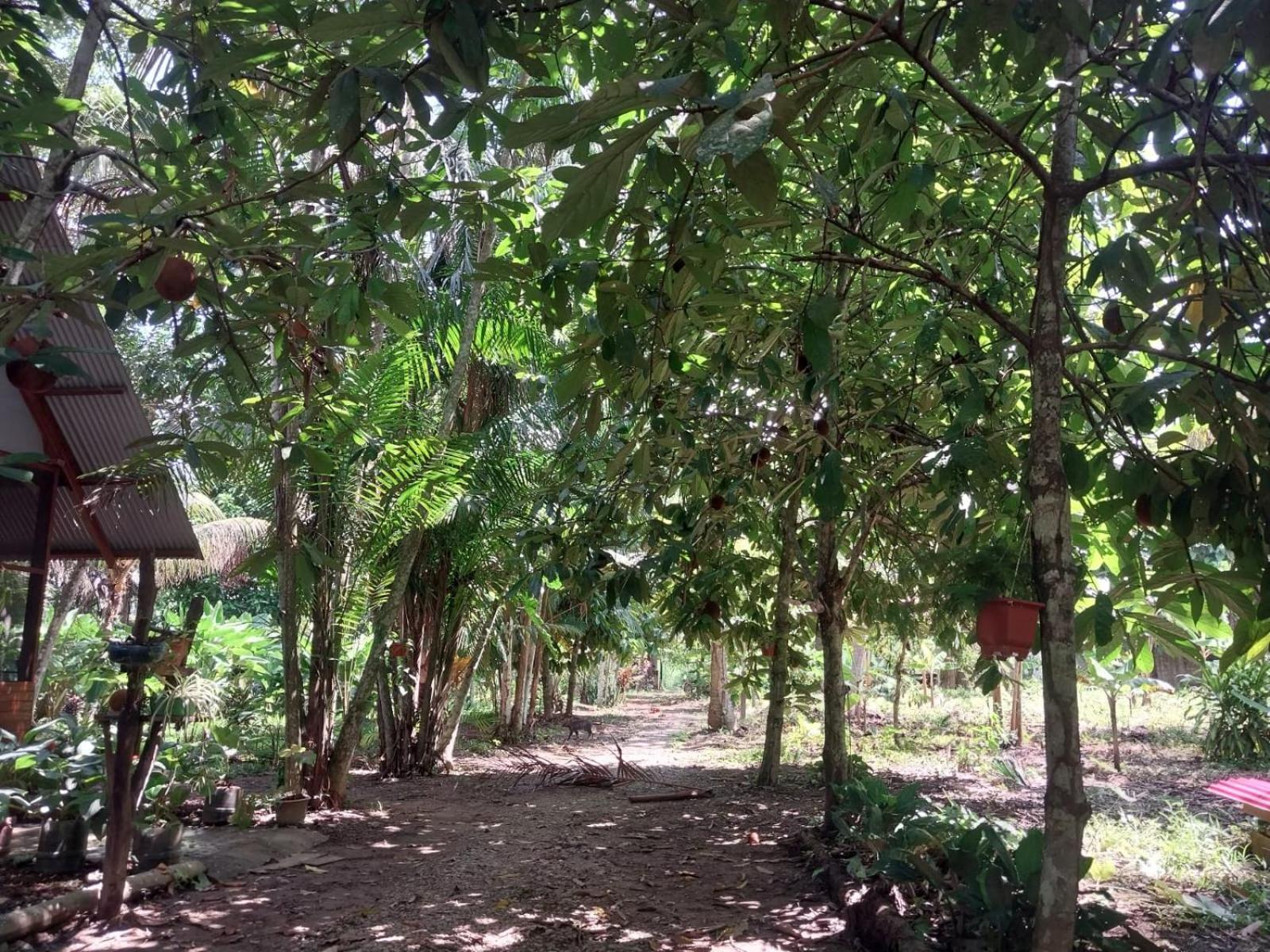 Jardin De Las Musas Puerto Maldonado Ruang foto